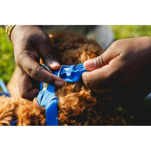 Ruffwear Front Range Dog Harness in Blue Pool (Small) - Ruffwear - Van Life Living