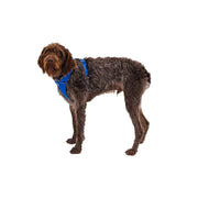 Ruffwear Front Range Dog Harness in Blue Pool (Small) - Ruffwear - Van Life Living