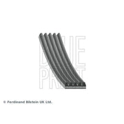 Blue Print Multi V-Ribbed Drive Belt AD05R685